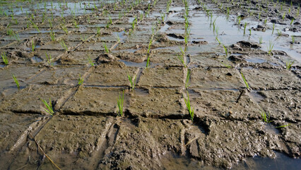 Rows of young rice seedlings growing in a wet, muddy paddy field