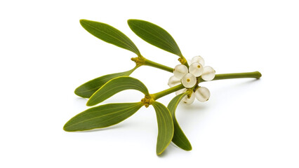 Mistletoe with green leaves and white berries