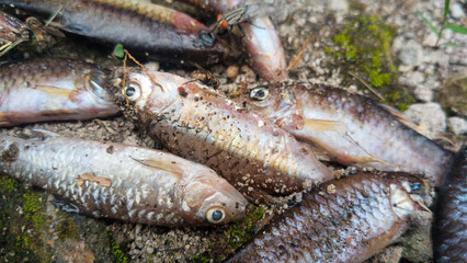 Close up of several deceased fish bodies