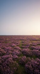 Vast expanse of purple and green heathland under a soft, diffused sky, showcasing rugged beauty and wild, untamed nature ,landscape ,growth ,background