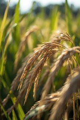 Golden ripe rice field ready for harvest in warm sunlight