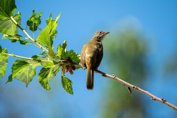 A Streak-eared Bulbul perched calmly on a branch in natural daylight. The bird’s streaked head, brownish plumage, and long tail feathers are clearly visible, showcasing its distinctive Southeast Asian