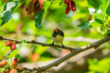 A Scarlet-backed Flowerpecker perched among dense green leaves, showing its striking bright red crown and back contrasted with deep blue and white plumage. This shy tropical bird is seen feeding natur