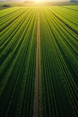 Aerial drone view of a vast green agricultural field with rows leading to the sun