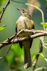 A Streak-eared Bulbul perched calmly on a branch in natural daylight. The bird’s streaked head, brownish plumage, and long tail feathers are clearly visible, showcasing its distinctive Southeast Asian