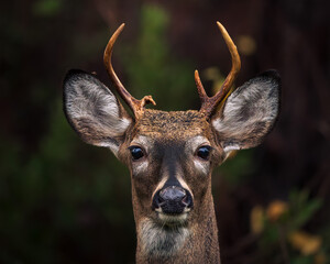 A detailed wildlife photograph of a white-tailed deer in its natural forest habitat.