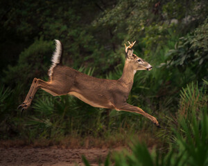 Fototapeta premium A detailed wildlife photograph of a white-tailed deer in its natural forest habitat.
