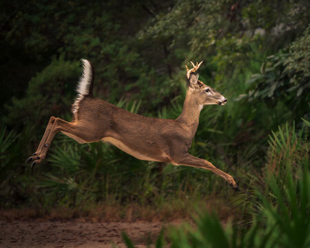 A detailed wildlife photograph of a white-tailed deer in its natural forest habitat.