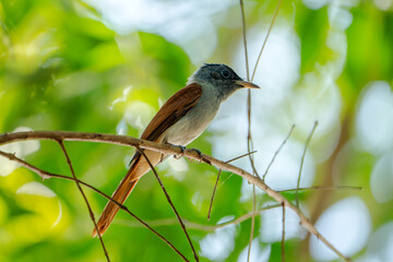 Close-up photo of a wild bird perched on a branch in a lush green forest. The image captures the bird’s natural colors, long tail, sharp beak, and detailed feathers with a soft bokeh background. Perfe