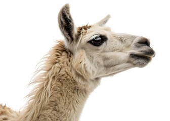 Obraz premium Cream colored llama looking toward the right side against a transparent background