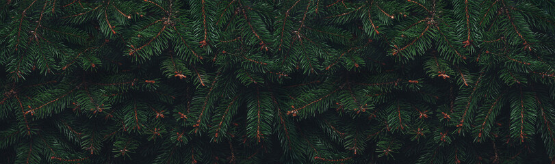 Green fir branches background for Merry Christmas and Happy New Year. Xmas and Winter holidays. Christmas background, close up, top view, toning