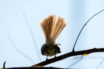 Verditer flycatcher perched on a thin branch with soft green bokeh background in tropical forest....