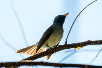 Verditer flycatcher perched on a thin branch with soft green bokeh background in tropical forest. Beautiful small blue songbird wildlife scene from Southeast Asia, Cambodia. Nature and bird photograph