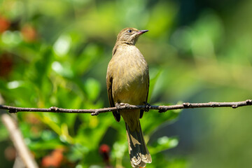 A Streak-eared Bulbul perched calmly on a branch in natural daylight. The bird’s streaked head, brownish plumage, and long tail feathers are clearly visible, showcasing its distinctive Southeast Asian