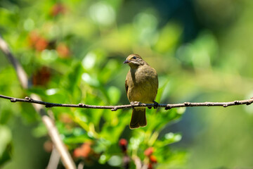 A Streak-eared Bulbul perched calmly on a branch in natural daylight. The bird’s streaked head, brownish plumage, and long tail feathers are clearly visible, showcasing its distinctive Southeast Asian