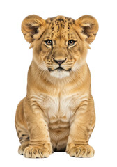 Obraz premium Cute lion cub portrait png image, baby lion sitting, animal clip art, wildlife photography, feline, predator, zoo animal isolated on transparent background