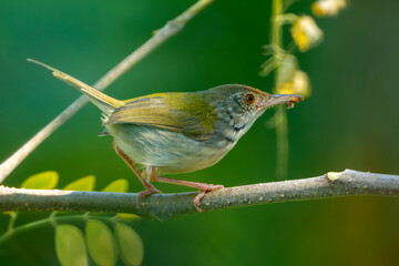A Scarlet-backed Flowerpecker perched among dense green leaves, showing its striking bright red crown and back contrasted with deep blue and white plumage.