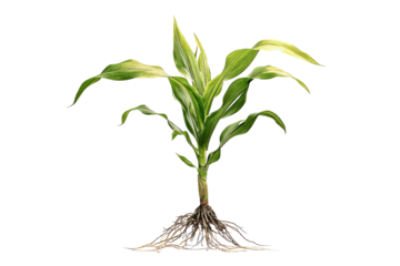 A vibrant green corn plant sprouts from earth, roots exposed, against a stark black background