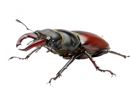 Detailed stag beetle illustration, insect arthropod close-up, wildlife nature photography, entomology study isolated on transparent background