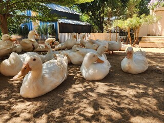 White Ducks Resting Peacefully in a Shady Farmyard