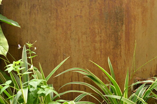 Weathered iron Surface With Plants
