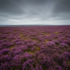 Vast moorland expanse blanketed in vibrant purple heather under a crisp autumn sky. Evokes peaceful wilderness and seasonal beauty ,plantlife ,vast ,wide