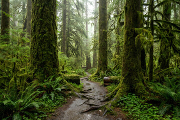 Misty pacific northwest rainforest trail with lush green moss covered trees