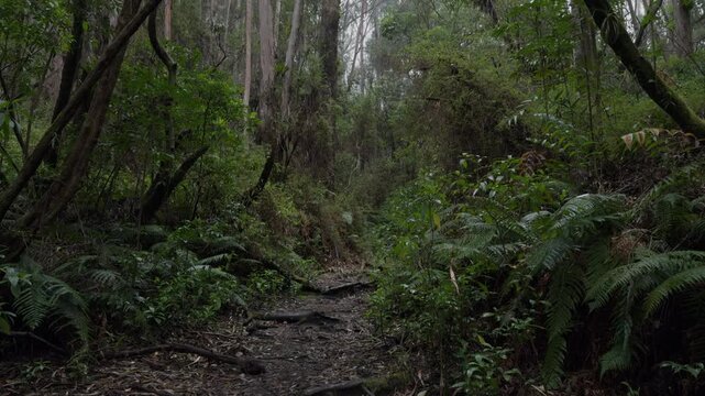 Moody and Foggy Trail in Prusia Forest Sector, Iraz&uacute; Volcano National Park, Costa Rica