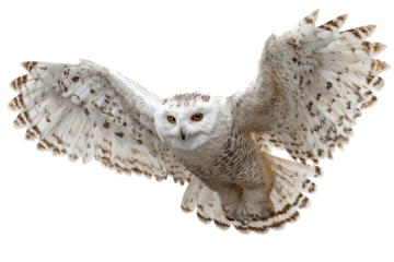 Majestic snowy owl in full flight, wings spread wide against a black background