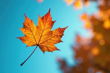 Fototapeta premium A Single Autumn Leaf Descends Against a Vibrant Blue Sky, Backlit by a Soft Focus of Golden Foliage