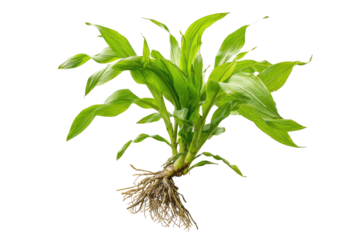 Healthy green plant with exposed roots against a black background, showing detail
