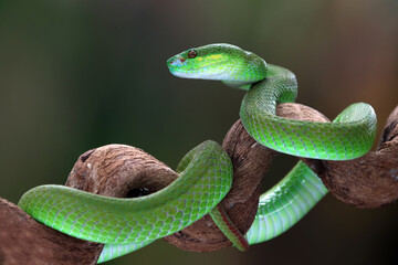 snake in the grass