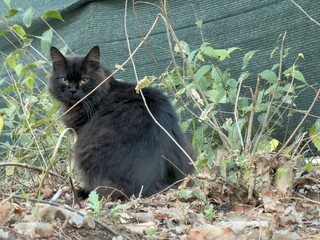 Portrait of a black cat