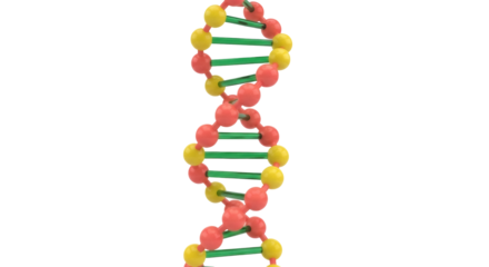 Colorful DNA molecule model isolated PNG on transparent background, genetic code structure for science and medical research