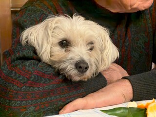 Portrait of a sweet little dog