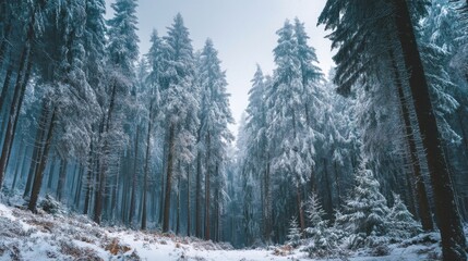 Naklejka premium This serene winter scene captures a dense forest of tall evergreen trees blanketed in fresh snow. The branches are covered with frost creating a peaceful chilly environment.