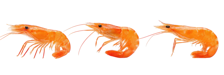Three cooked, orange shrimp aligned on a black background, with visible antennae and detail