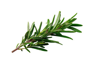 Fototapeta premium Herb sprig, green leaves on black background, earthy