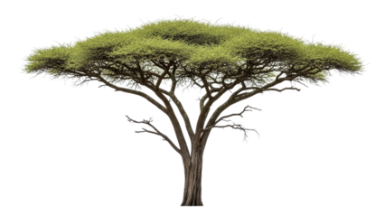 Vibrant Acacia Tree with Bright Green Foliage against White Background