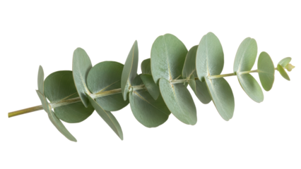 Fresh Eucalyptus Leaf Isolated on White Background for Design