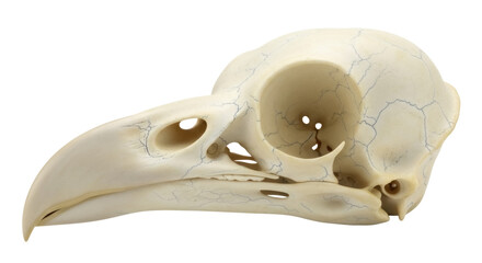 Detailed bird skull PNG isolated on transparent background, anatomical avian bone structure for scientific study and educational resources