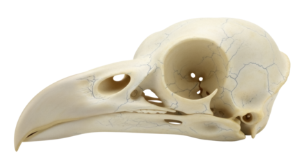 Detailed bird skull PNG isolated on transparent background, anatomical avian bone structure for scientific study and educational resources