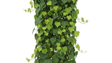 Lush Green Ivy Plant Climbing Vertical Surface in Natural Setting