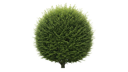 Round Green Tree Bush with Thick Foliage Isolated on White Background