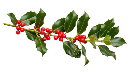Holly Branch with Green Leaves and Bright Red Berries Isolated