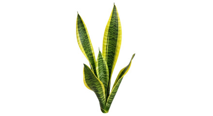Sansevieria trifasciata PNG isolated on transparent background, snake plant with yellow edges for indoor decoration and air purification
