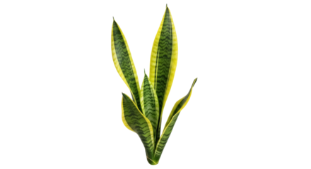 Sansevieria trifasciata PNG isolated on transparent background, snake plant with yellow edges for indoor decoration and air purification