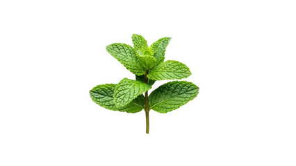 Fresh Green Mint Leaves on a Stem Isolated on a Black Background