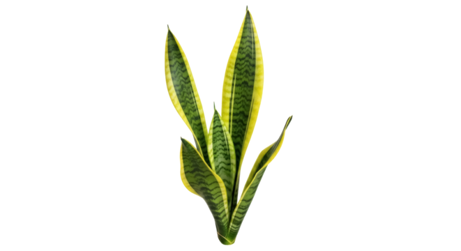 Sansevieria trifasciata PNG isolated on transparent background, snake plant with yellow edges for indoor decoration and air purification