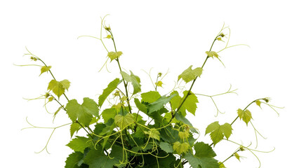 Vibrant Green Tendrils of Climbing Plant with Fresh Leaf Growth